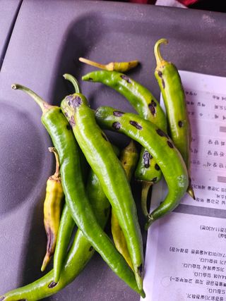 원머루 강낙도님의 농사, 무엇이든 물어보세요! · 참여글 작성글 사진