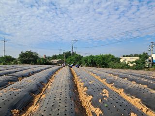 호동방인삼농장님의 농사, 무엇이든 물어보세요! · 참여글 작성글 사진