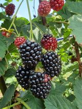 팜모닝 농사, 무엇이든 물어보세요!·참여글 게시글 이미지