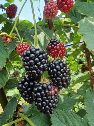 소나무와블랙베리님의 농사, 무엇이든 물어보세요! · 참여글 작성글 사진