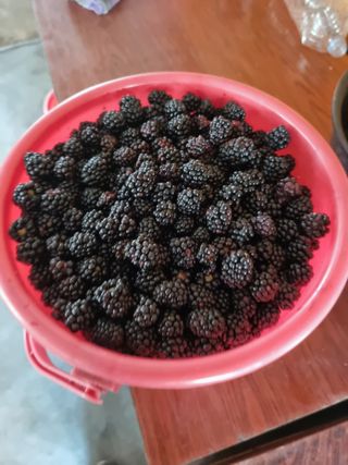 소나무와블랙베리님의 농사, 무엇이든 물어보세요! · 참여글 작성글 사진