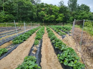초보농 유경님의 고구마 · 영농일지 작성글 사진