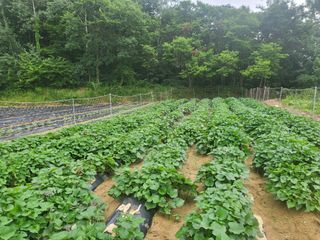 초보농 유경님의 고구마 · 영농일지 작성글 사진