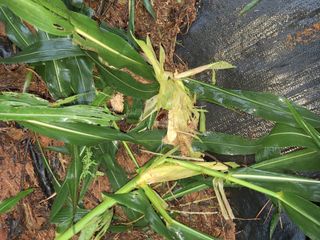 육일님의 자유주제 · 자유게시판 작성글 사진