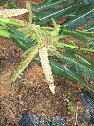 육일님의 자유주제 · 자유게시판 작성글 사진