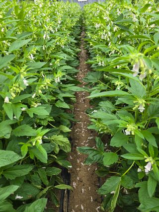 일망무제님의 참깨 · 영농일지 작성글 사진