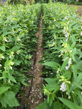 일망무제님의 참깨 · 영농일지 작성글 사진