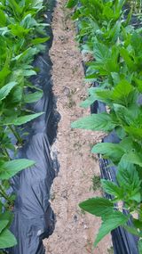 팜모닝 참깨·영농일지 게시글 이미지