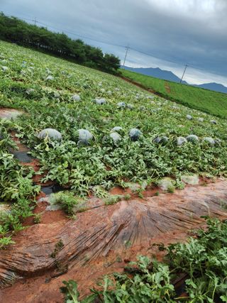 김저팔계님의 기타작물 · 영농일지 작성글 사진