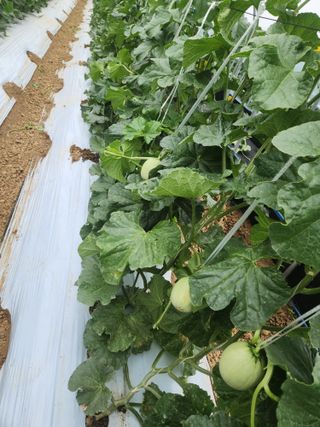 김저팔계님의 기타작물 · 영농일지 작성글 사진