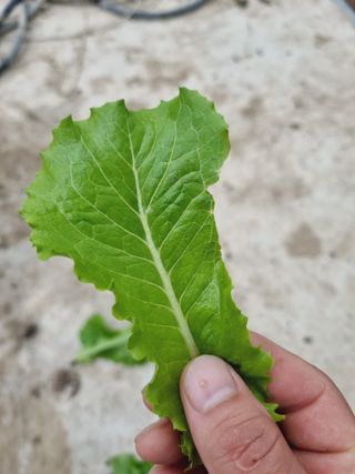 아율후파더님의 상추 · 병해충상담 작성글 사진