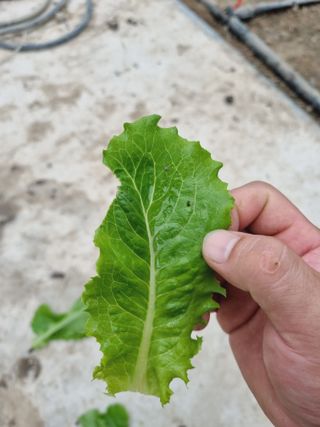 아율후파더님의 상추 · 병해충상담 작성글 사진