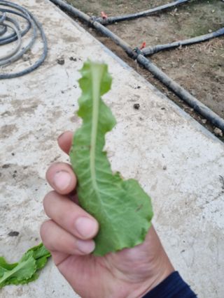 아율후파더님의 상추 · 병해충상담 작성글 사진