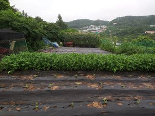 박희광님의 참깨 · 영농일지 작성글 사진