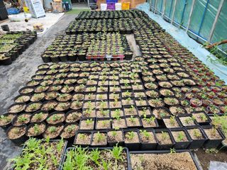 김남흥(흥부베리)님의 블루베리 · 영농일지 작성글 사진