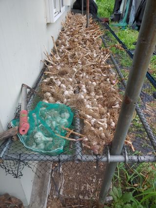 유기농 블루베리 농님의 마늘 · 영농일지 작성글 사진