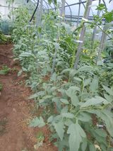 팜모닝 자유주제·자유게시판 게시글 이미지