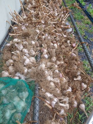 유기농 블루베리 농님의 자유주제 · 자유게시판 작성글 사진