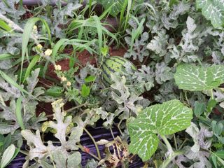 Happy100w님의 🎉상반기 결산 자랑하기 · 참여글 작성글 사진