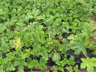 Happy100w님의 🎉상반기 결산 자랑하기 · 참여글 작성글 사진