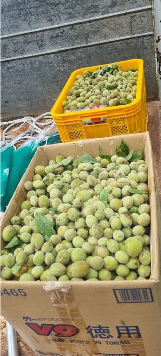 신선옥님의 복숭아 · 영농일지 작성글 사진