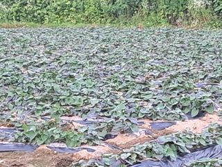 송석순 님의 농사, 무엇이든 물어보세요! · 참여글 작성글 사진