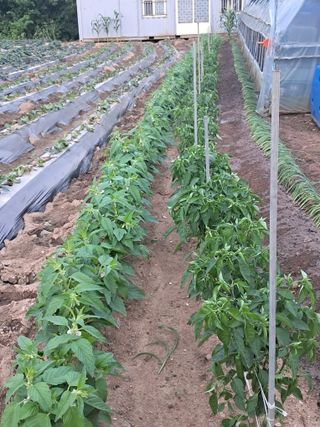 송석순 님의 농사, 무엇이든 물어보세요! · 참여글 작성글 사진