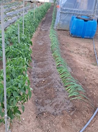 송석순 님의 농사, 무엇이든 물어보세요! · 참여글 작성글 사진