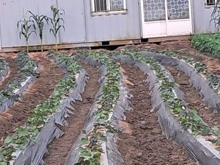 송석순 님의 농사, 무엇이든 물어보세요! · 참여글 작성글 사진