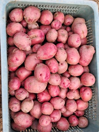 송석순 님의 농사, 무엇이든 물어보세요! · 참여글 작성글 사진