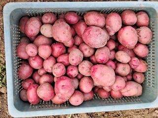 송석순 님의 농사, 무엇이든 물어보세요! · 참여글 작성글 사진