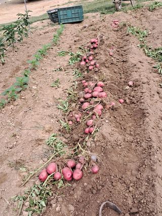 송석순 님의 농사, 무엇이든 물어보세요! · 참여글 작성글 사진