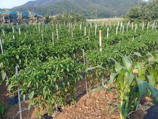 들깨15532님의 🎉상반기 결산 자랑하기 · 참여글 작성글 사진