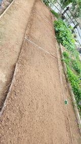 팜모닝 상추·영농일지 게시글 이미지