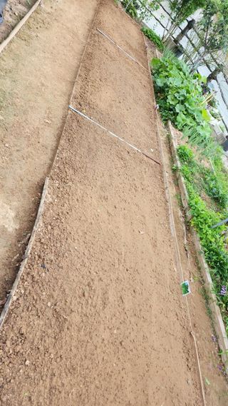 LUCAS님의 상추 · 영농일지 작성글 사진