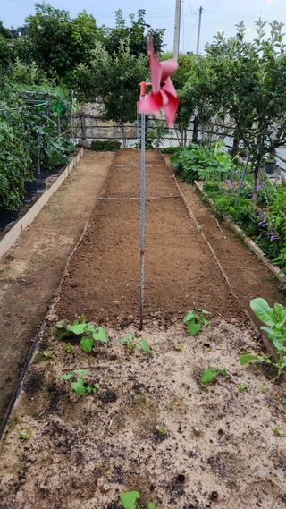 LUCAS님의 상추 · 영농일지 작성글 사진