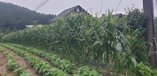 동선김님의 자유주제 · 자유게시판 작성글 사진