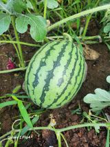 팜모닝 🎉상반기 결산 자랑하기·참여글 게시글 이미지