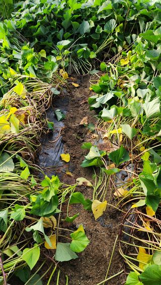 치악산골농부님의 농사, 무엇이든 물어보세요! · 참여글 작성글 사진