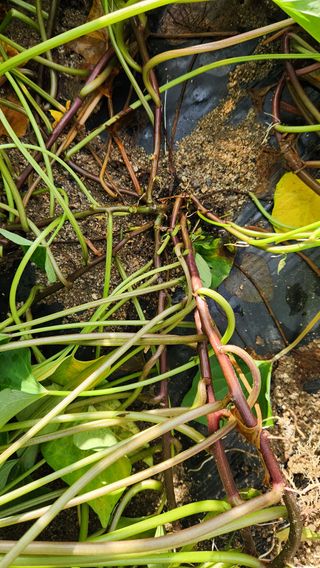 치악산골농부님의 농사, 무엇이든 물어보세요! · 참여글 작성글 사진