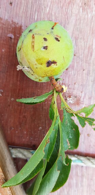 초보자두농사님의 자두 · 병해충상담 작성글 사진