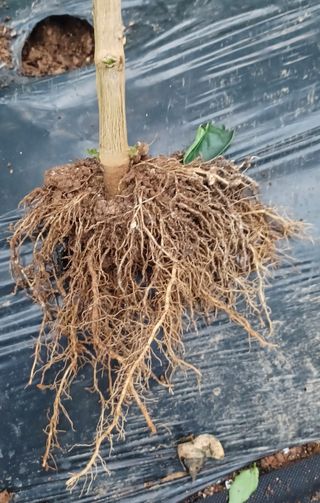 문종덕님의 농사, 무엇이든 물어보세요! · 참여글 작성글 사진