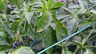 문종덕님의 농사, 무엇이든 물어보세요! · 참여글 작성글 사진