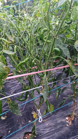 문종덕님의 농사, 무엇이든 물어보세요! · 참여글 작성글 사진