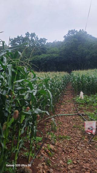 영월산지기148님의 옥수수 · 영농일지 작성글 사진