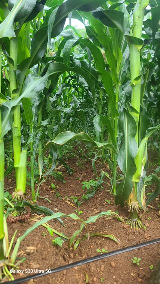 영월산지기148님의 옥수수 · 영농일지 작성글 사진