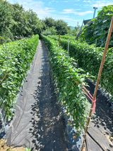 팜모닝 고추·영농일지 게시글 이미지