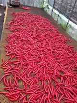 팜모닝 고추·영농일지 게시글 이미지