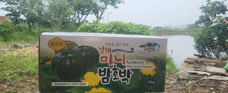 박재영님의 장터 판매 상품 [못난이단호박] 첨부 사진