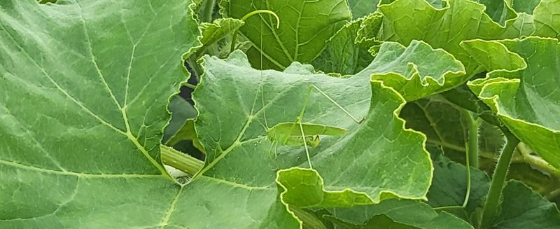 박재영님의 장터 판매 상품 [못난이단호박] 첨부 사진